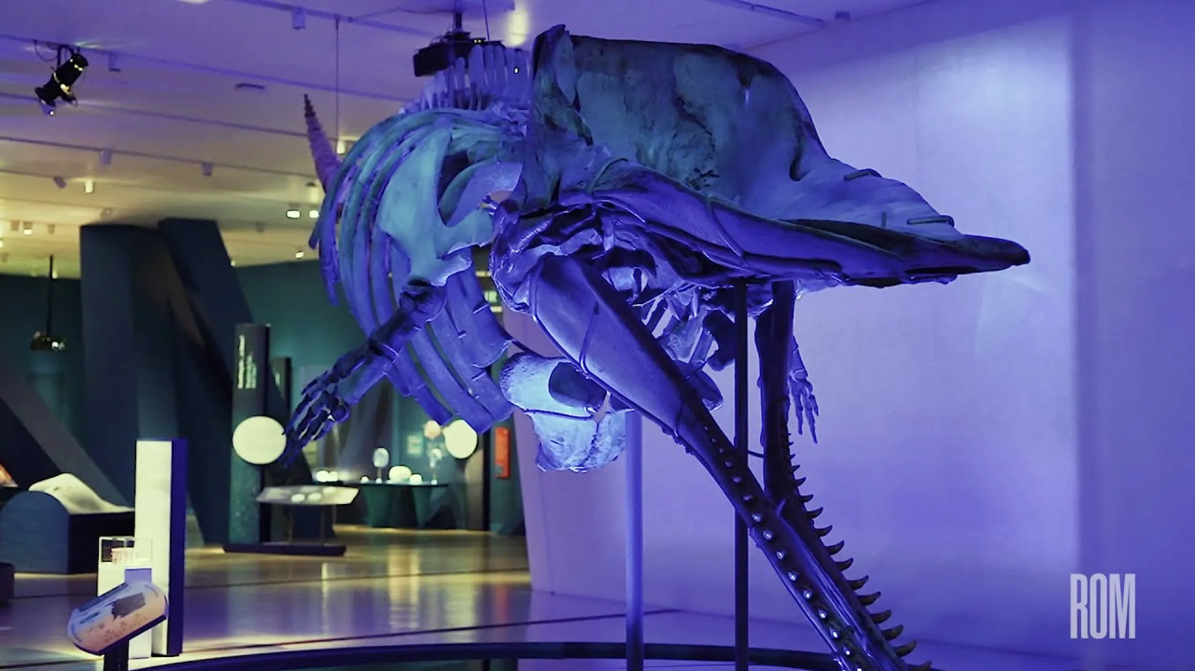 Great Whales Teaser