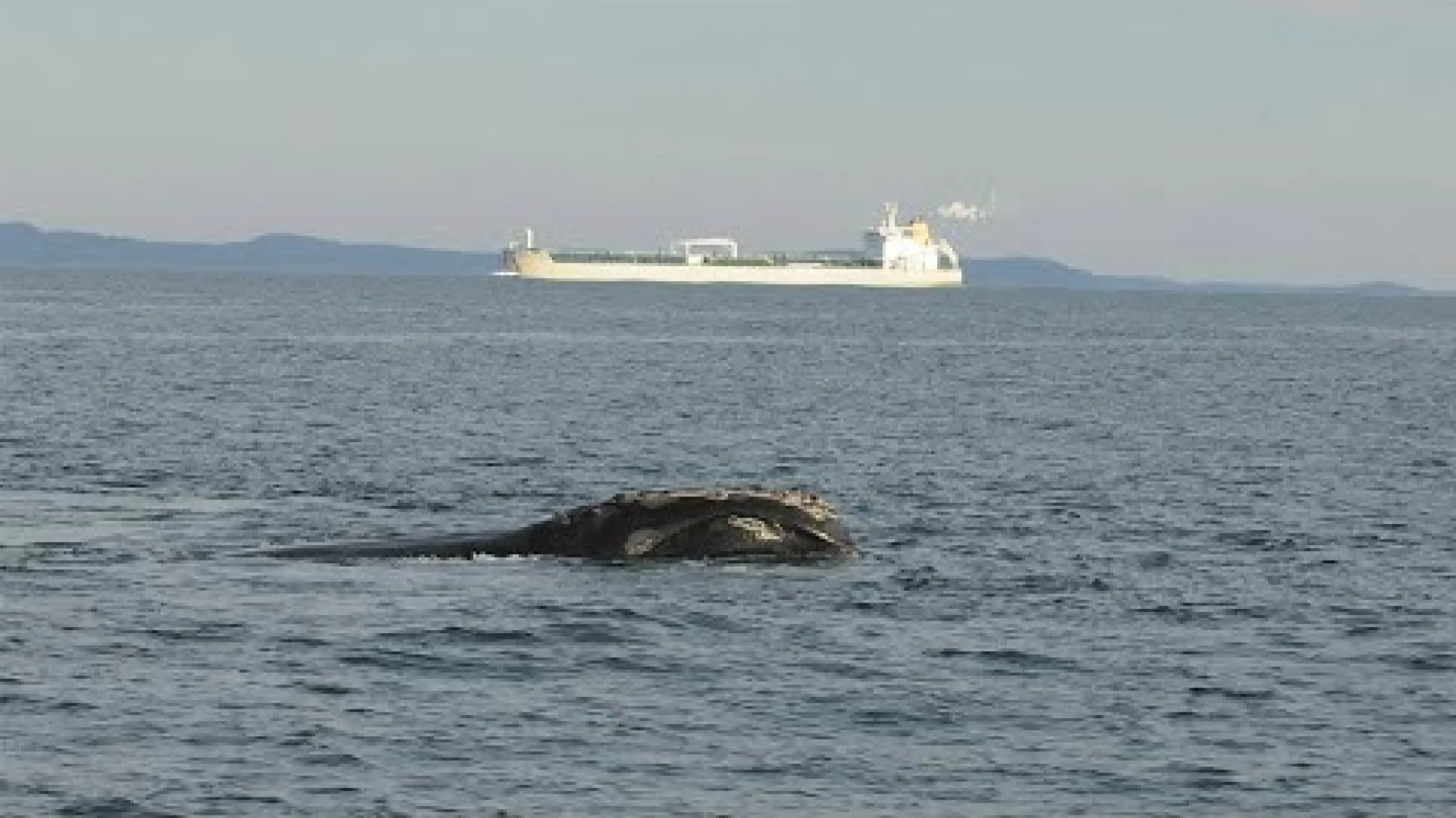 Curator Conversations: Atlantic Whales and Vessel Strikes: Challenges and Opportunities