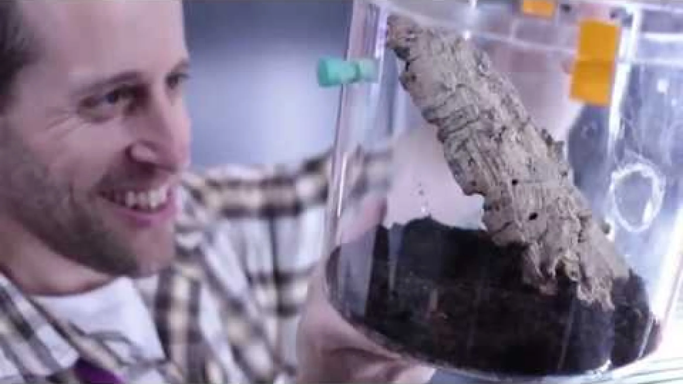 Venom Milking