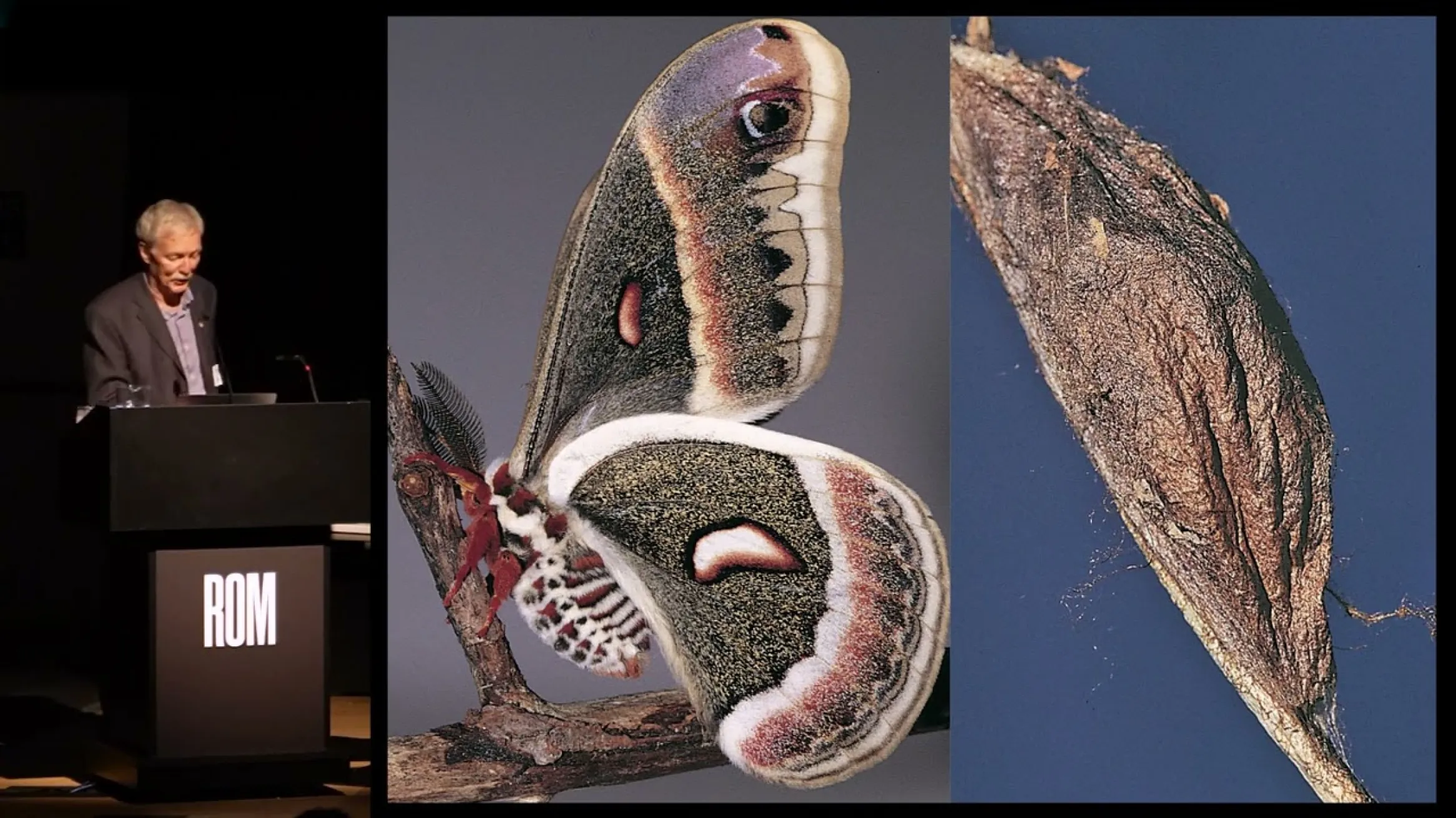 Hess Entomology Lecture   Exploring the Diversity of Insects