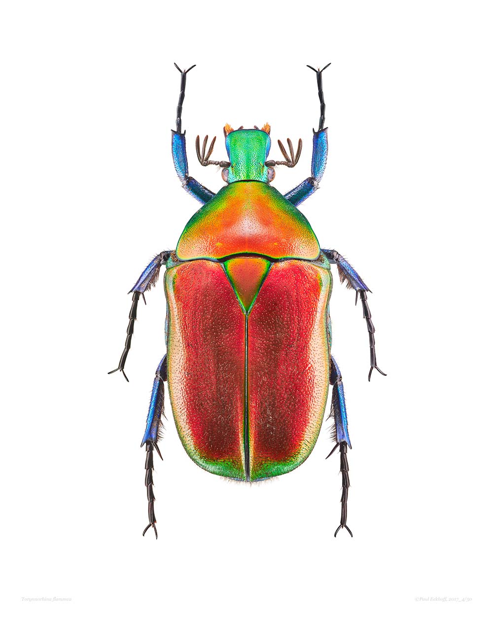 Coléoptère Torynnorhina flammea.