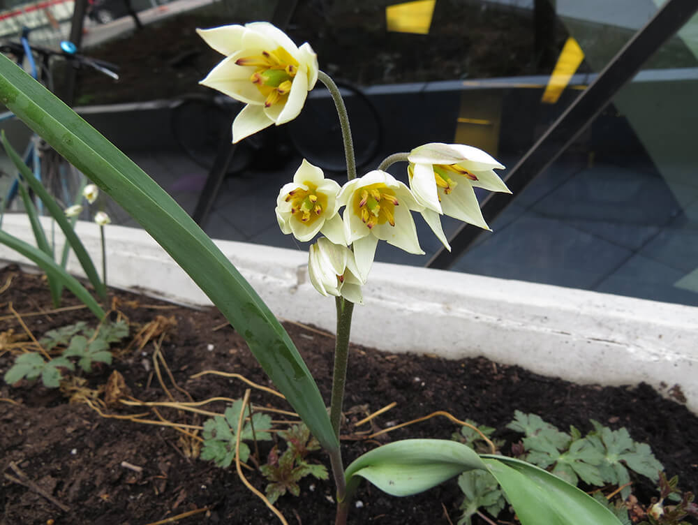 Tulipes jaune pâle dans un parterre de jardin.