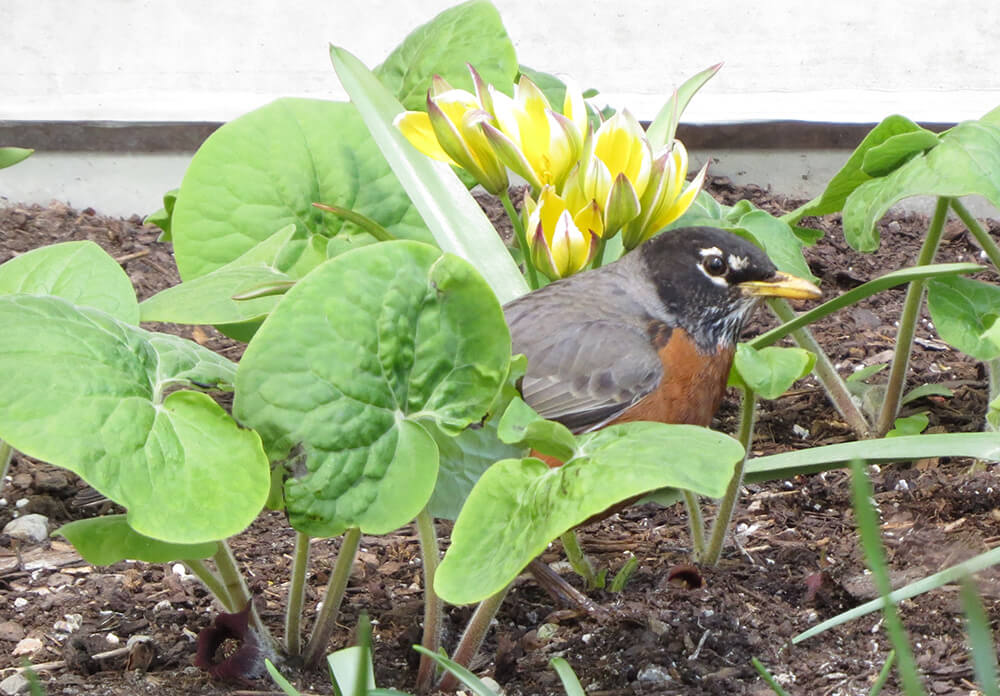 Robin au gingembre sauvage.
