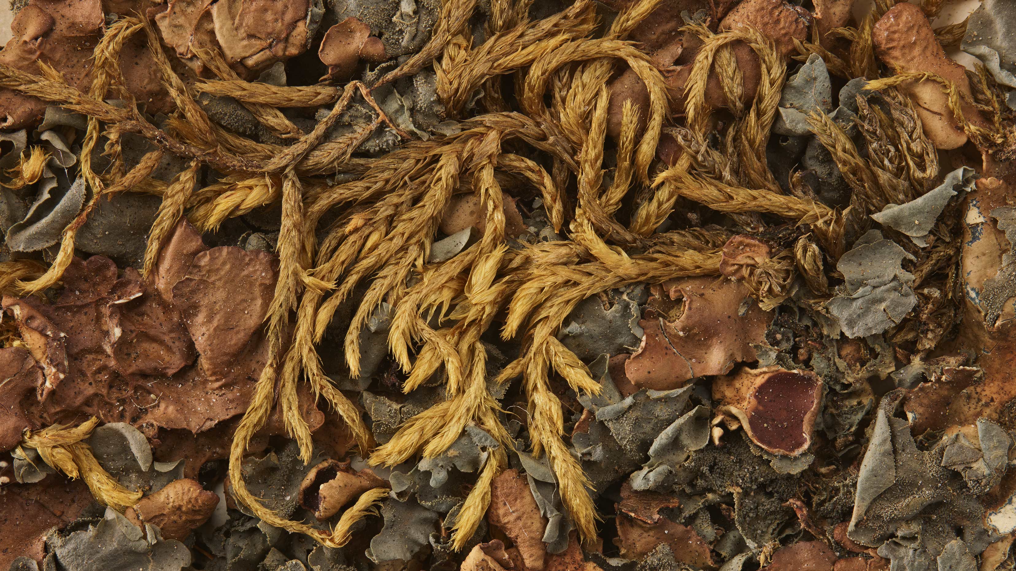The grey-brown, leaf-like lichens next to the ropey mosses are <i>Nephroma bellum</i>, commonly known as kidney lichen. Macoun found this specimen by the shore of Lake Superior in 1869. Photo by James Barr.