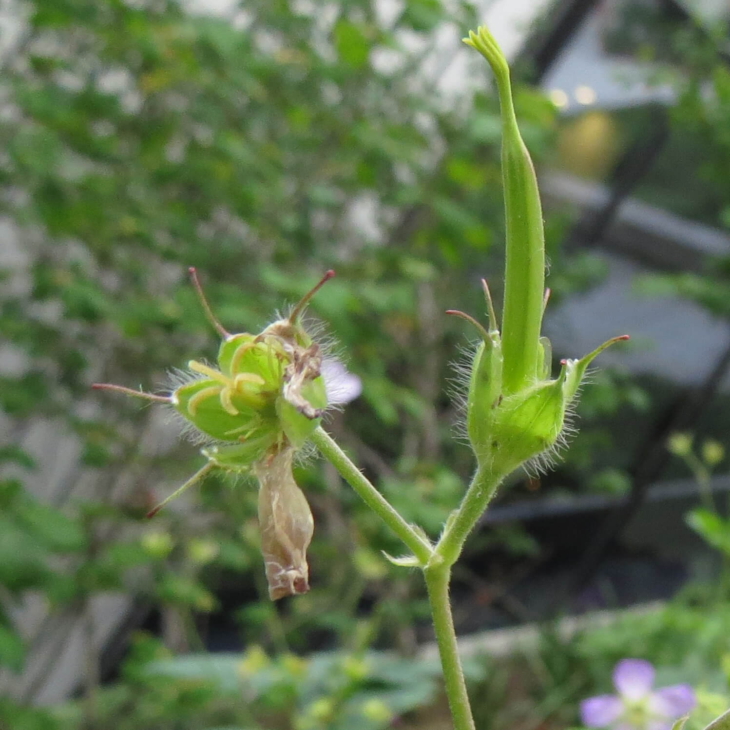 Détail du fruit étroit, avec un bourgeon visible sur la fleur.