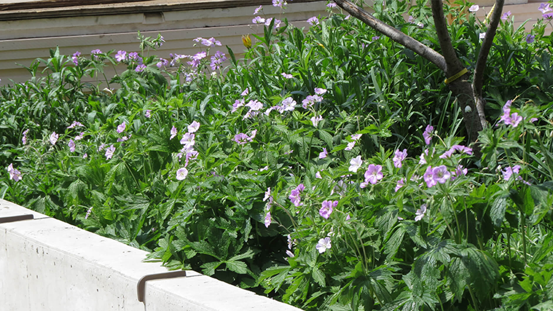 Géraniums sauvages dans un parterre de fleurs.