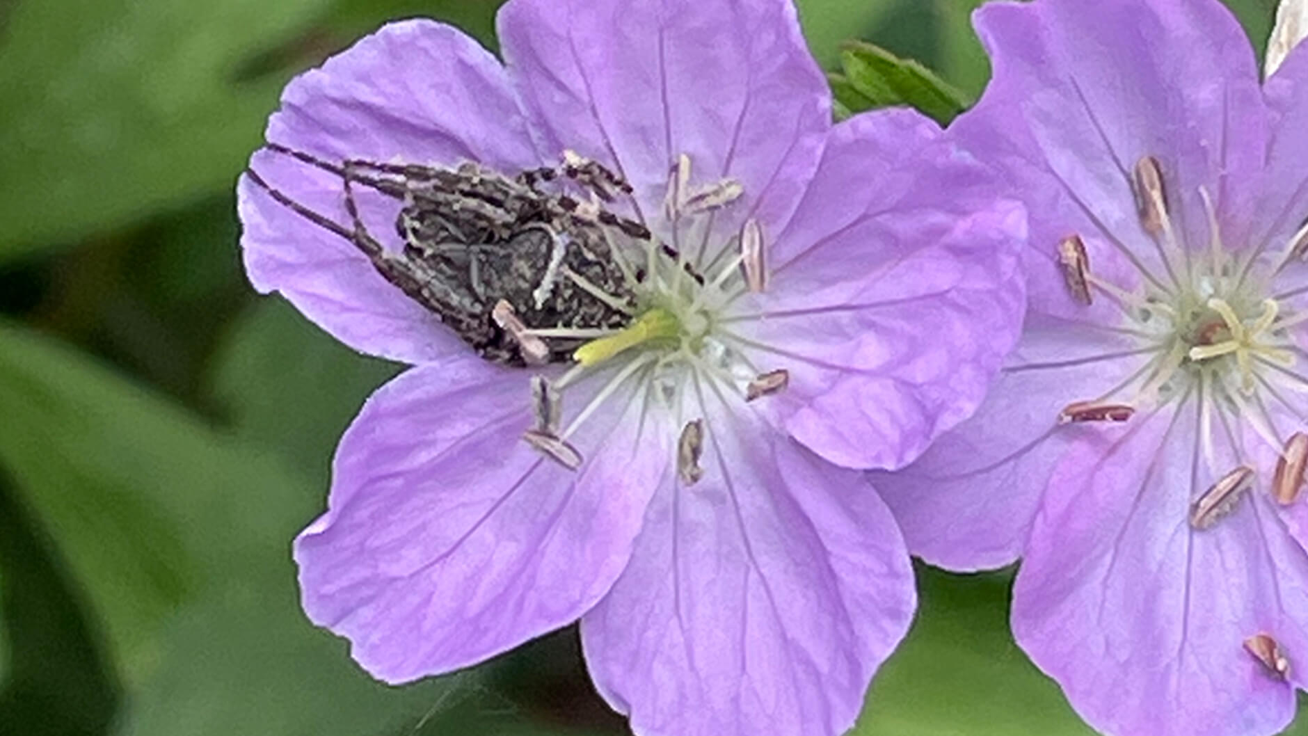 Araignée grise à croix blanche. En regardant de près, on peut voir un fil de soie d'araignée qui part du pétale inférieur gauche du géranium sauvage.