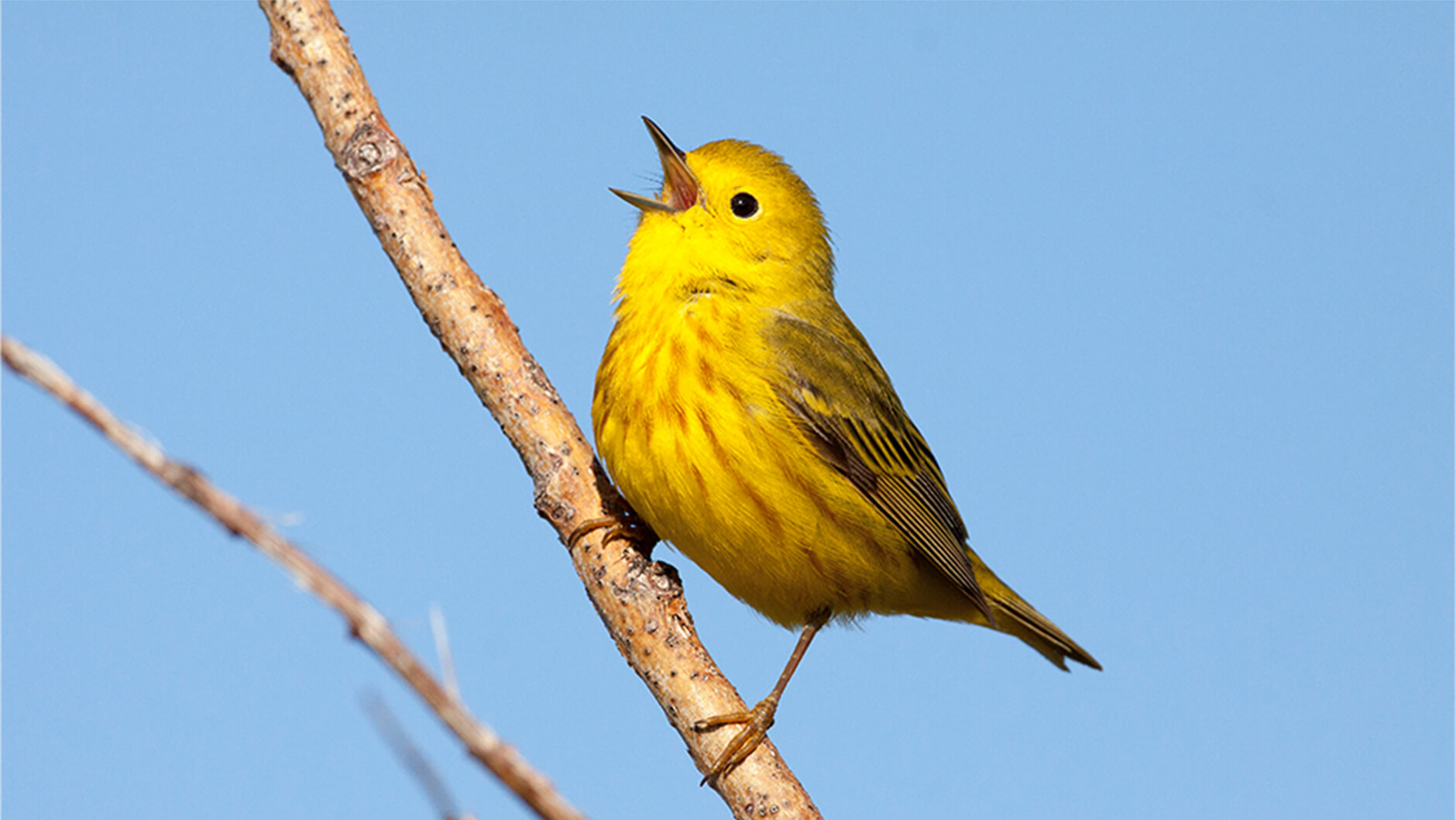 Une paruline jaune qui porte bien son nom.
